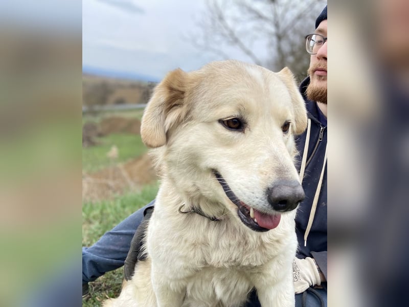 Herzensgute, gepflegte Golden Retriever ähnl. Hündin , 2J., kastriert
