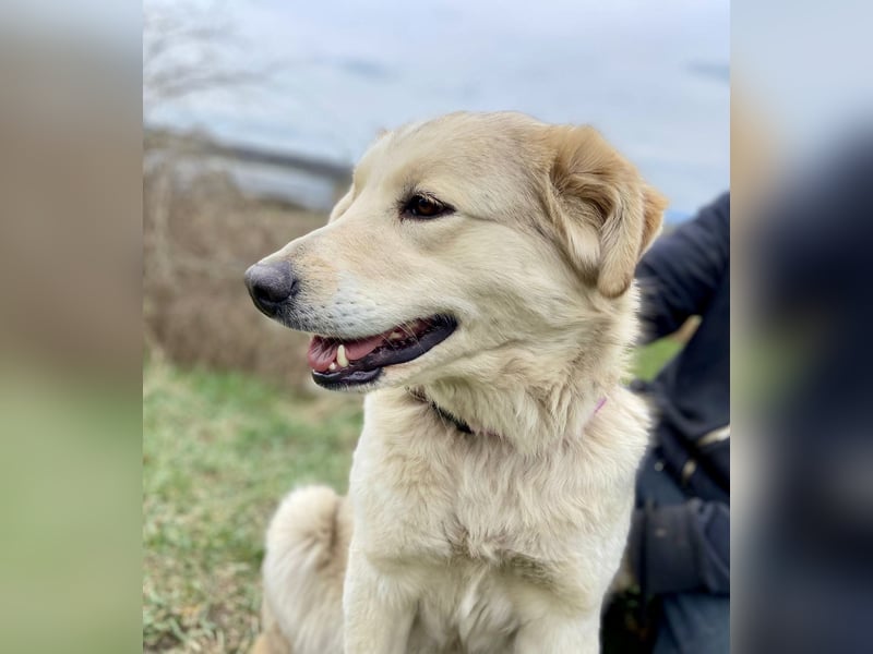 Herzensgute, gepflegte Golden Retriever ähnl. Hündin , 2J., kastriert