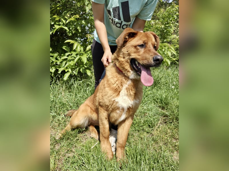Lieber Golden Retriever Harzer Fuchs ähnl. Jungrüde, ca. 1Jahr, kastriert