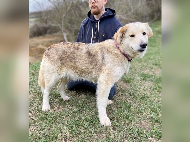 Herzensgute, gepflegte Golden Retriever ähnl. Hündin , 2J., kastriert