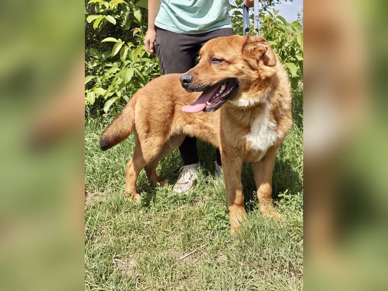 Lieber Golden Retriever Harzer Fuchs ähnl. Jungrüde, ca. 1Jahr, kastriert