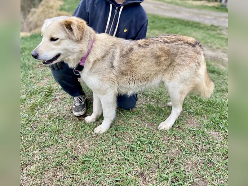 Herzensgute, gepflegte Golden Retriever ähnl. Hündin , 2J., kastriert