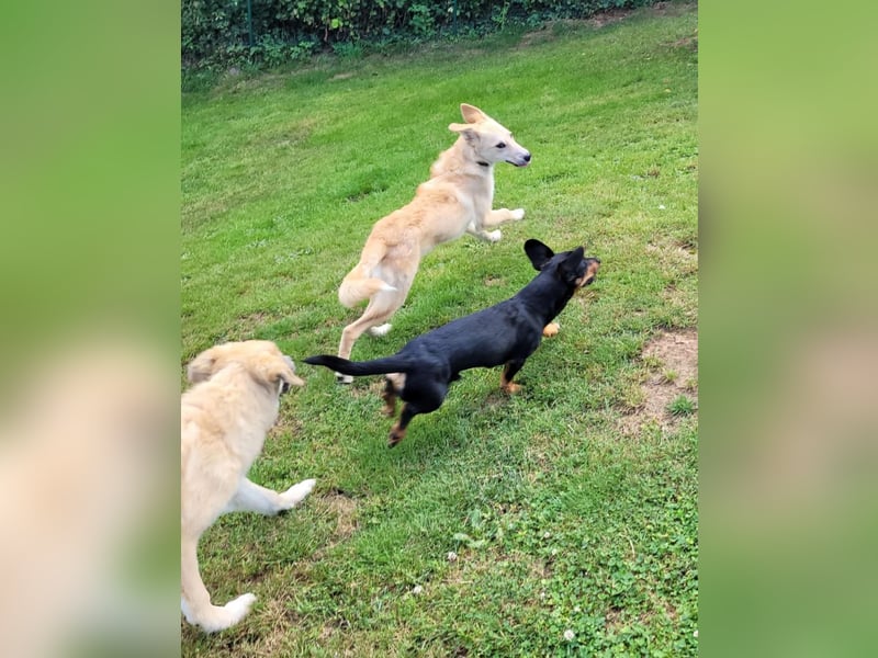 LANA – Ein Sonnenschein auf vier Pfoten sucht ihre Familie fürs Leben. (Retriever-Mix auf PS in D)