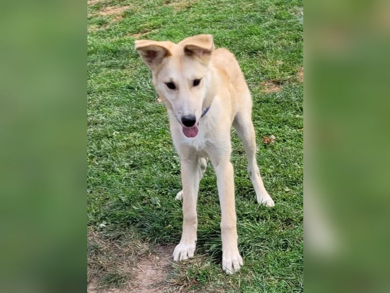 LANA – Ein Sonnenschein auf vier Pfoten sucht ihre Familie fürs Leben. (Retriever-Mix auf PS in D)