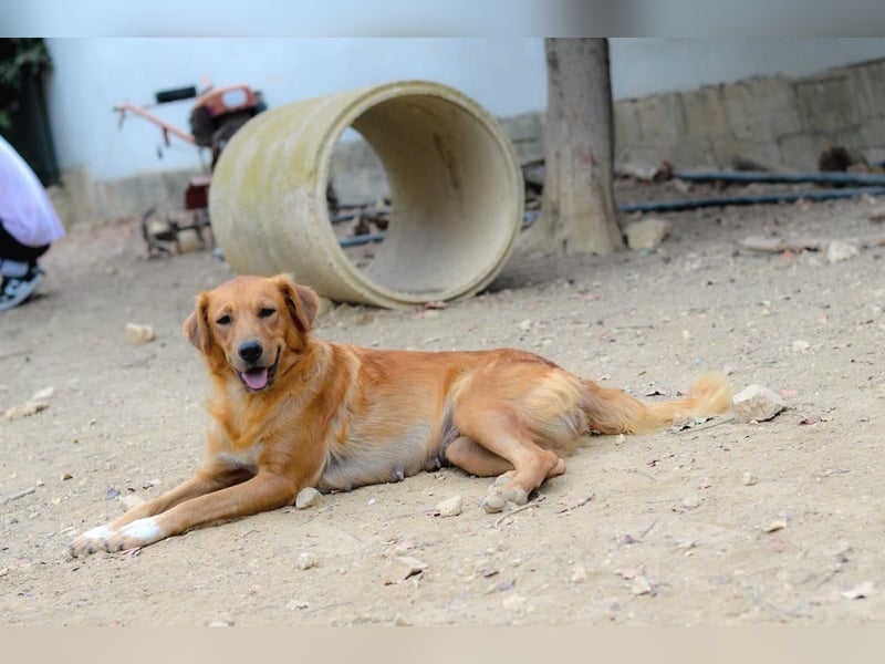 Tala – Die liebevolle, junge Golden-Retriever-Mix-Hündin sucht ihr Für-immer-Zuhause