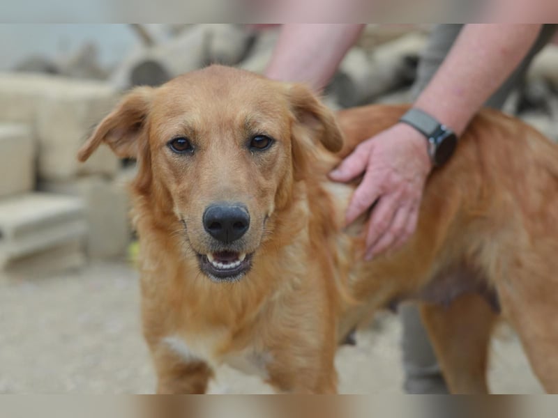 Tala – Die liebevolle, junge Golden-Retriever-Mix-Hündin sucht ihr Für-immer-Zuhause