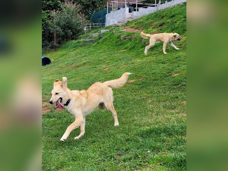 LANA – Ein Sonnenschein auf vier Pfoten sucht ihre Familie fürs Leben. (Retriever-Mix auf PS in D)