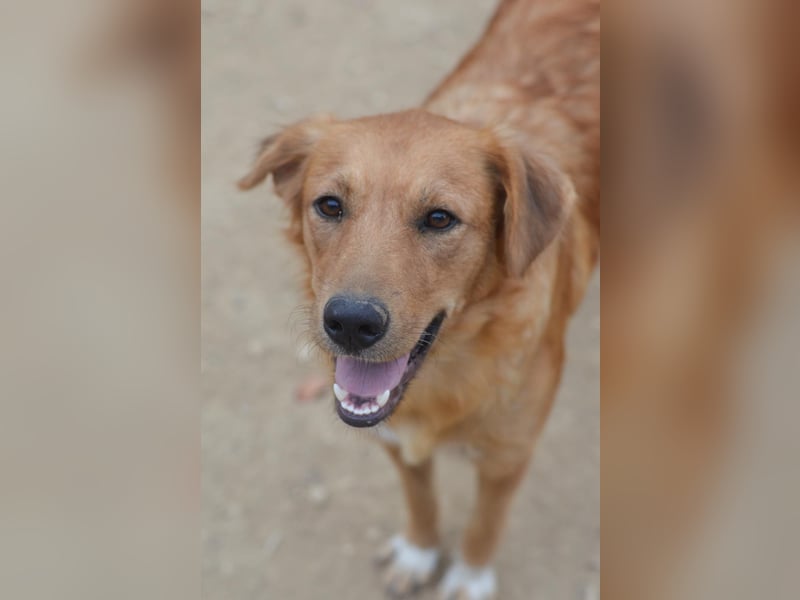 Tala – Die liebevolle, junge Golden-Retriever-Mix-Hündin sucht ihr Für-immer-Zuhause