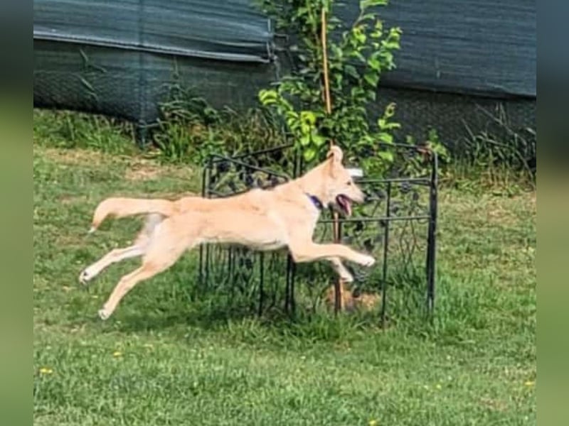 LANA – Ein Sonnenschein auf vier Pfoten sucht ihre Familie fürs Leben. (Retriever-Mix auf PS in D)