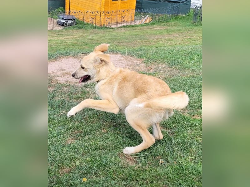 LANA – Ein Sonnenschein auf vier Pfoten sucht ihre Familie fürs Leben. (Retriever-Mix auf PS in D)