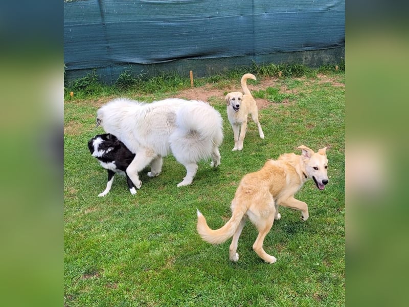 LANA – Ein Sonnenschein auf vier Pfoten sucht ihre Familie fürs Leben. (Retriever-Mix auf PS in D)