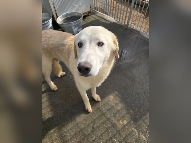 Nala: eine echte Schönheit