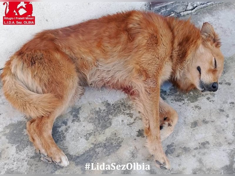 Rufus: Rettung in letzter Sekunde