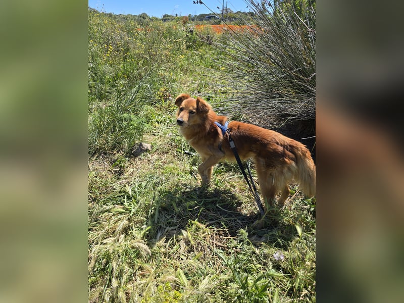 Rufus: Rettung in letzter Sekunde