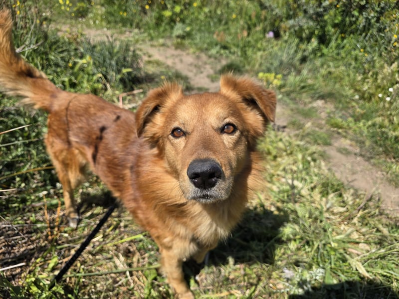 Rufus: Rettung in letzter Sekunde