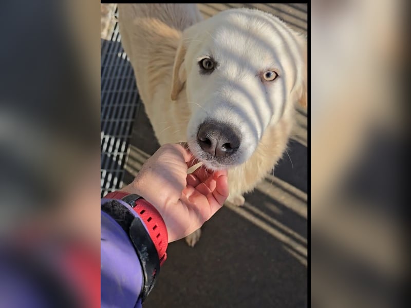 Nala: eine echte Schönheit