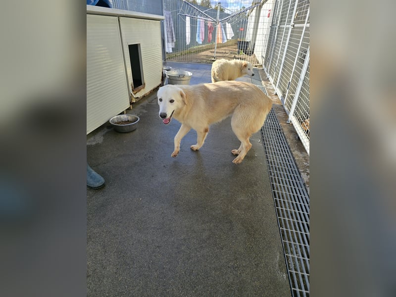 Nala: eine echte Schönheit