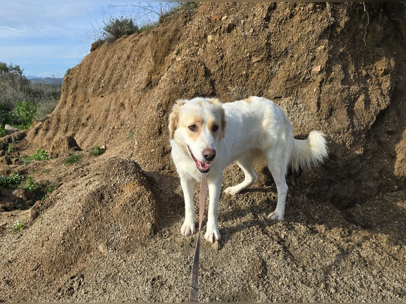 Naya: eine Familienhündin sucht Anschluss