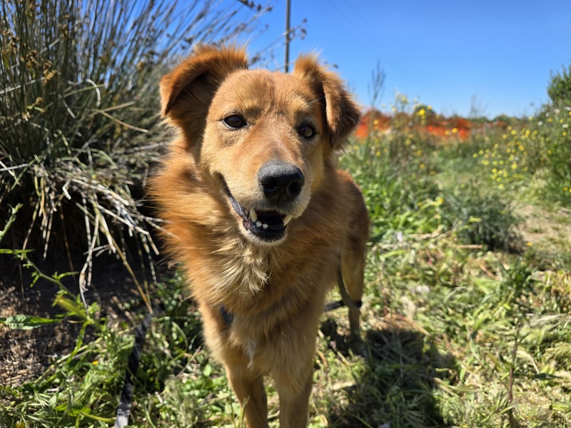 Rufus: Rettung in letzter Sekunde