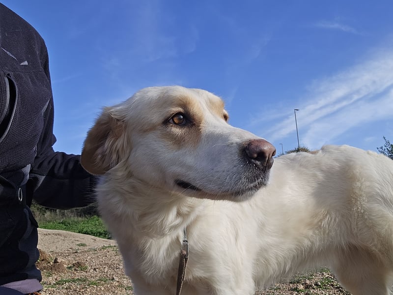 Naya: eine Familienhündin sucht Anschluss