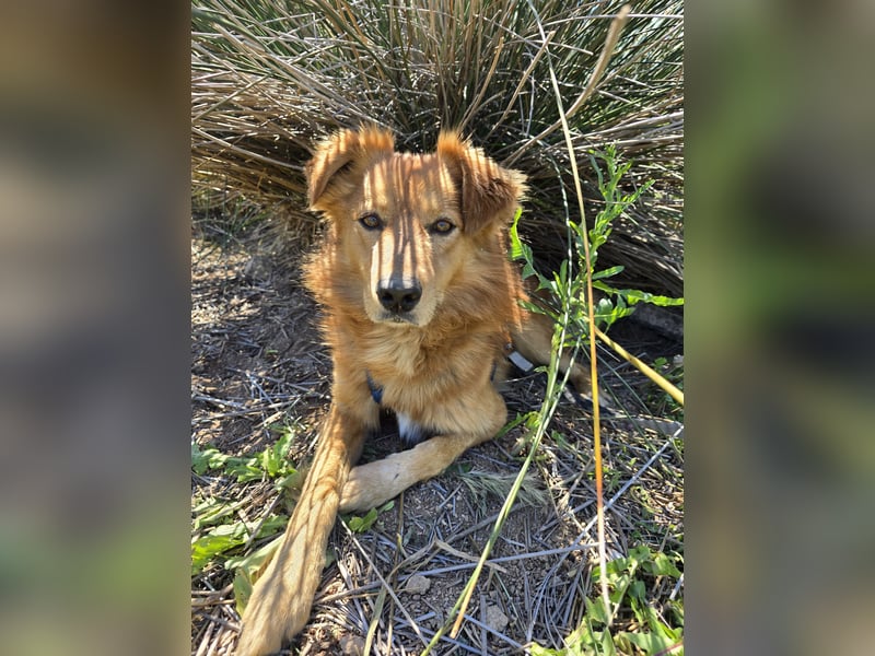 Rufus: Rettung in letzter Sekunde