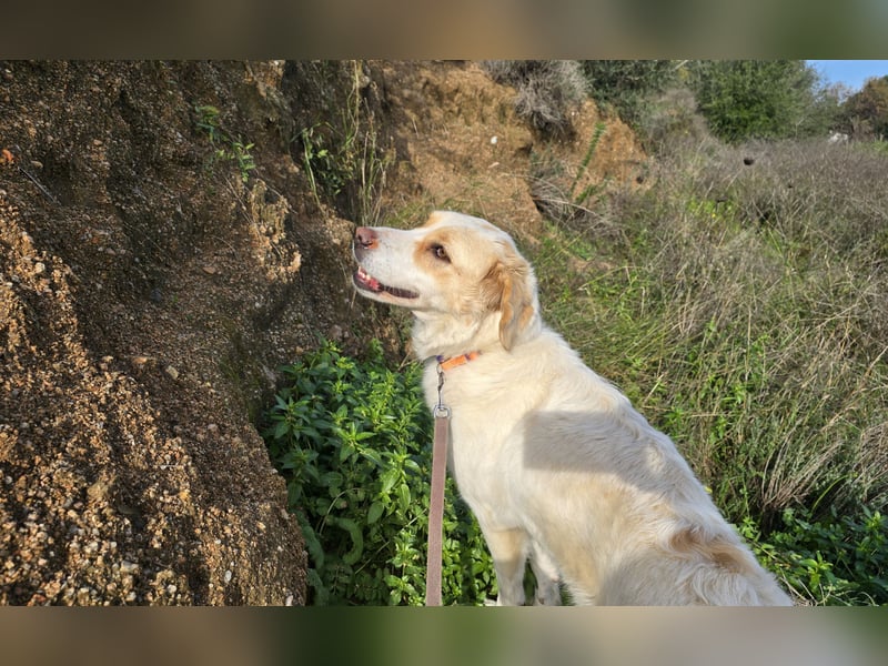 Naya: eine Familienhündin sucht Anschluss