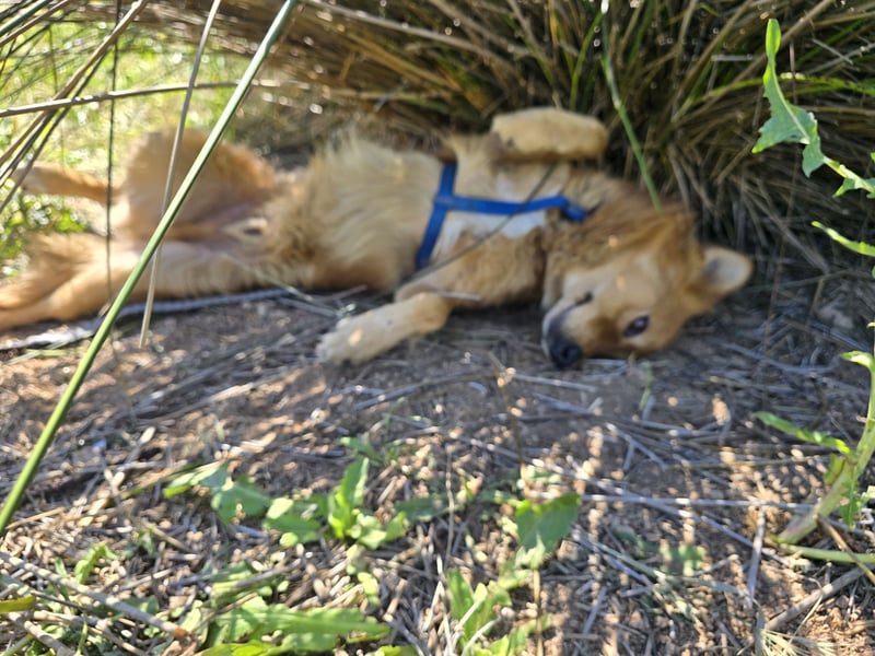 Rufus: Rettung in letzter Sekunde