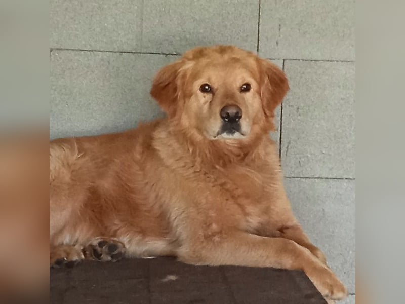 TARUN - der hübsche Dickkopf sucht eine Familie, die es versteht ihn zu führen und zu leiten!