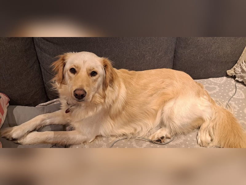 ELLA - die hübsche Maus sucht ein liebevolles neues Zuhause.