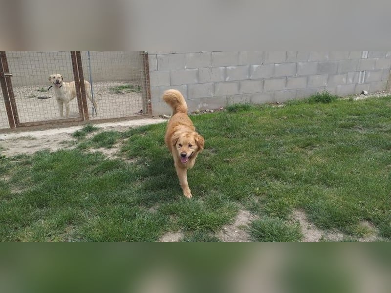 TARUN - der hübsche Dickkopf sucht eine Familie, die es versteht ihn zu führen und zu leiten!