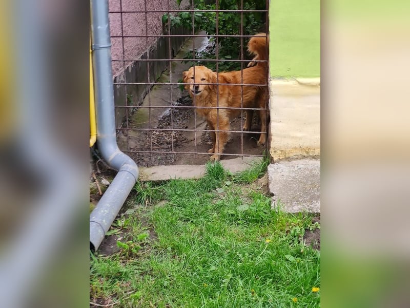 TARUN - der hübsche Dickkopf sucht eine Familie, die es versteht ihn zu führen und zu leiten!
