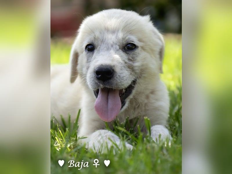 Baja, Badu, Bambi, Scorpio und   Brownie suchen ab August ein Zuhause