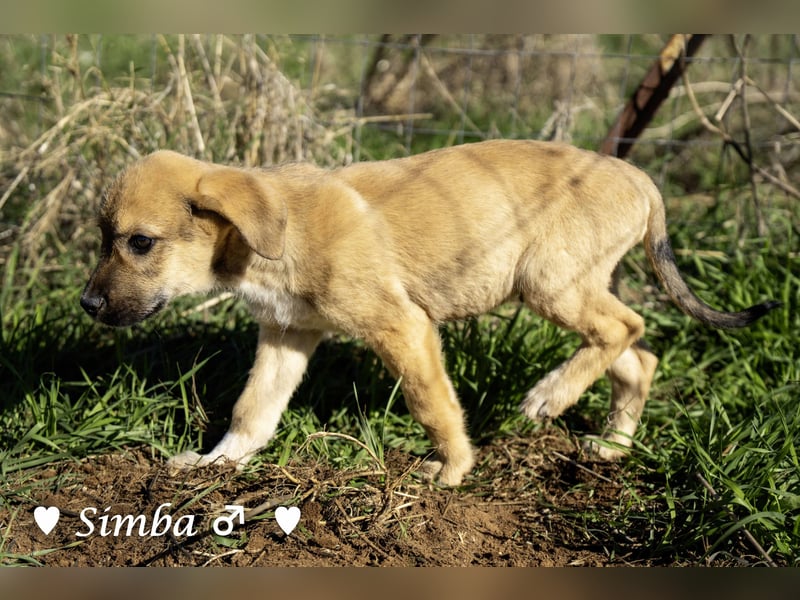 Simba und Sophie suchen ein Zuhause