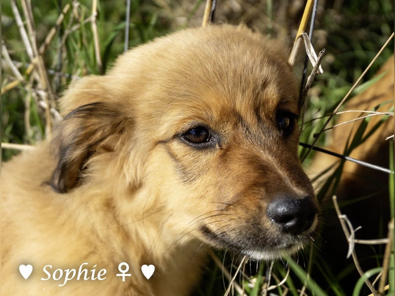 Simba und Sophie suchen ein Zuhause