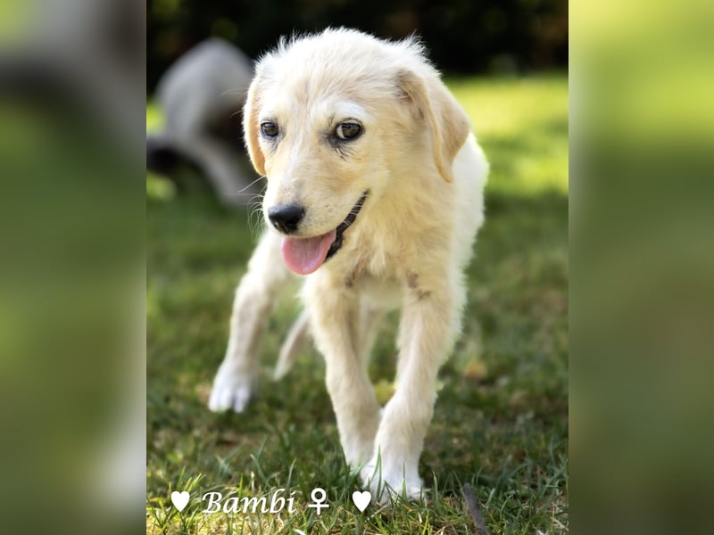 Baja, Badu, Bambi, Scorpio und   Brownie suchen ab August ein Zuhause