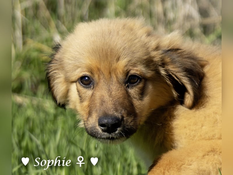Simba und Sophie suchen ein Zuhause