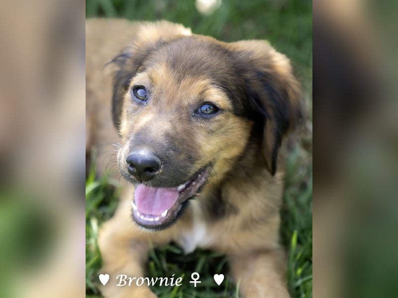 Baja, Badu, Bambi, Scorpio und   Brownie suchen ab August ein Zuhause