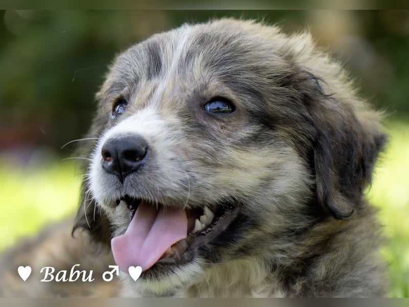 Baja, Badu, Bambi, Scorpio und   Brownie suchen ab August ein Zuhause