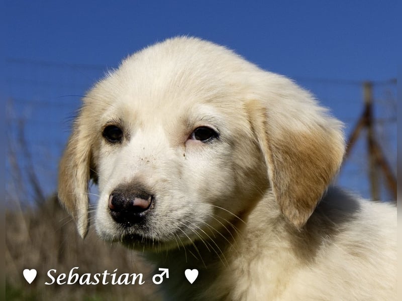 Scotty und seine Geschwister suchen ein Zuhause