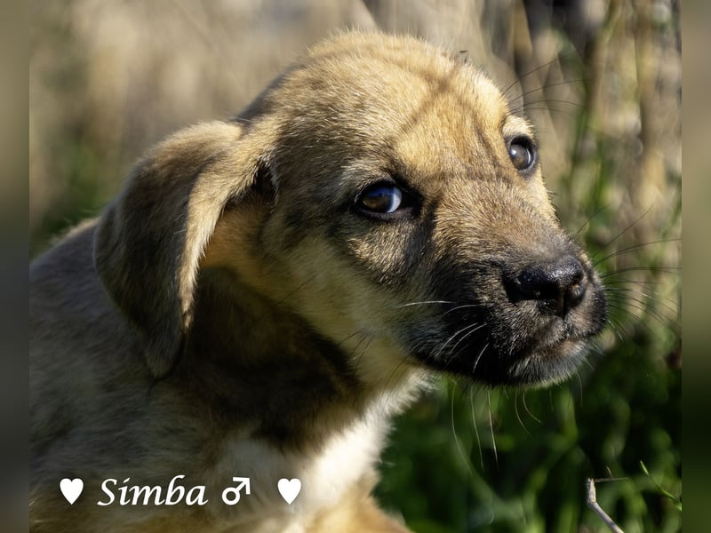 Simba und Sophie suchen ein Zuhause