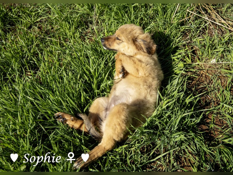 Simba und Sophie suchen ein Zuhause