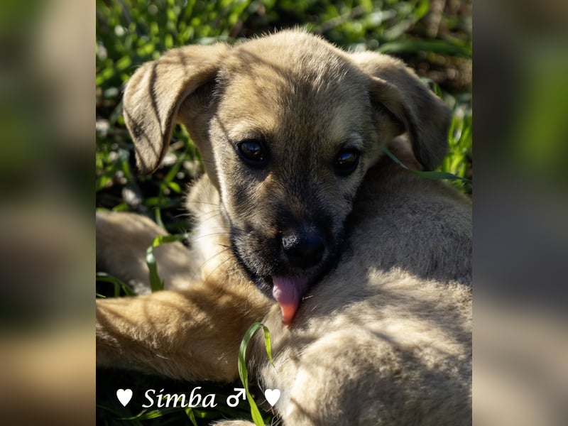 Simba und Sophie suchen ein Zuhause
