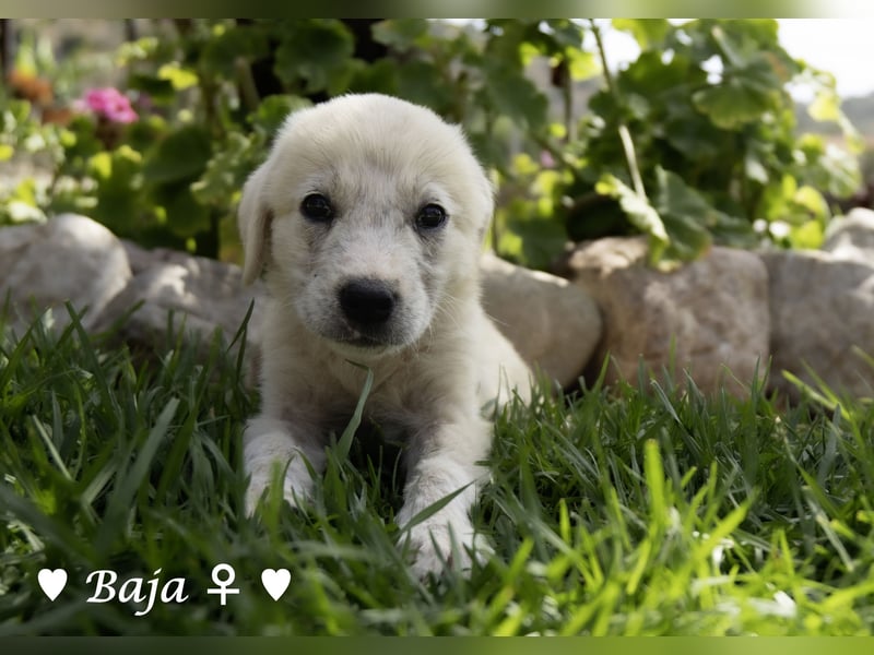 Baja, Badu, Bambi, Scorpio und   Brownie suchen ab August ein Zuhause