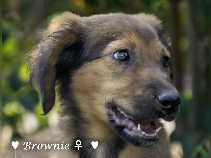 Baja, Badu, Bambi, Scorpio und   Brownie suchen ab August ein Zuhause