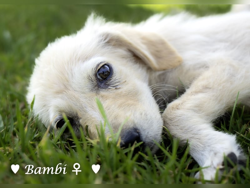 Baja, Badu, Bambi, Scorpio und   Brownie suchen ab August ein Zuhause