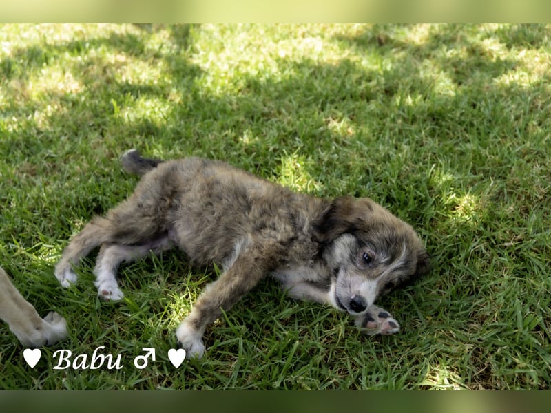 Baja, Badu, Bambi, Scorpio und   Brownie suchen ab August ein Zuhause