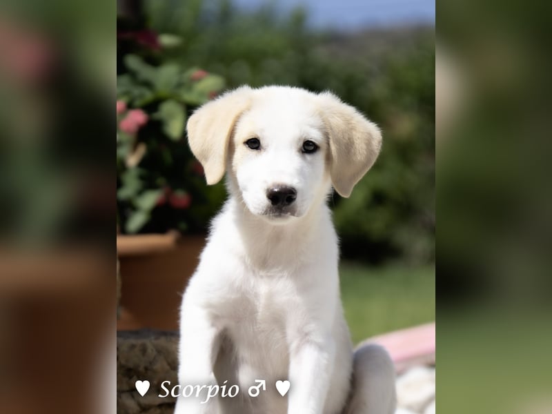 Baja, Badu, Bambi, Scorpio und   Brownie suchen ab August ein Zuhause