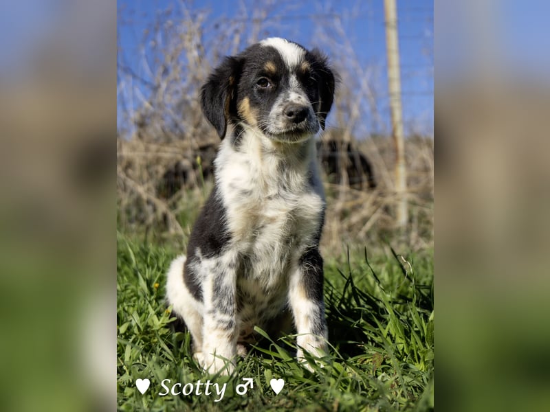 Scotty und seine Geschwister suchen ein Zuhause