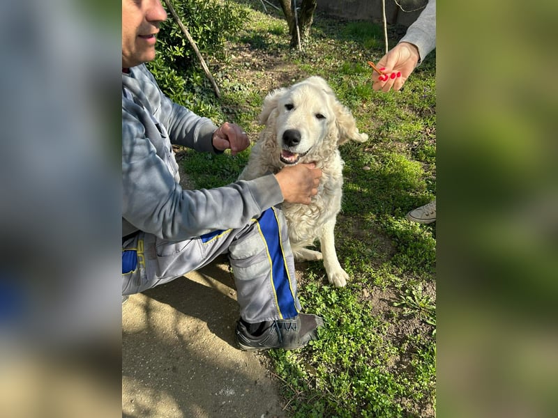 Suzy, liebe Kuvasz Retriever Mix Hündin geb. 2016