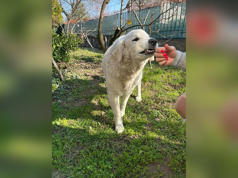 Suzy, liebe Kuvasz Retriever Mix Hündin geb. 2016